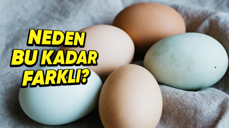 Tavuk Yumurtalarının Renkleri Neden Birbirinden Farklı Olur?