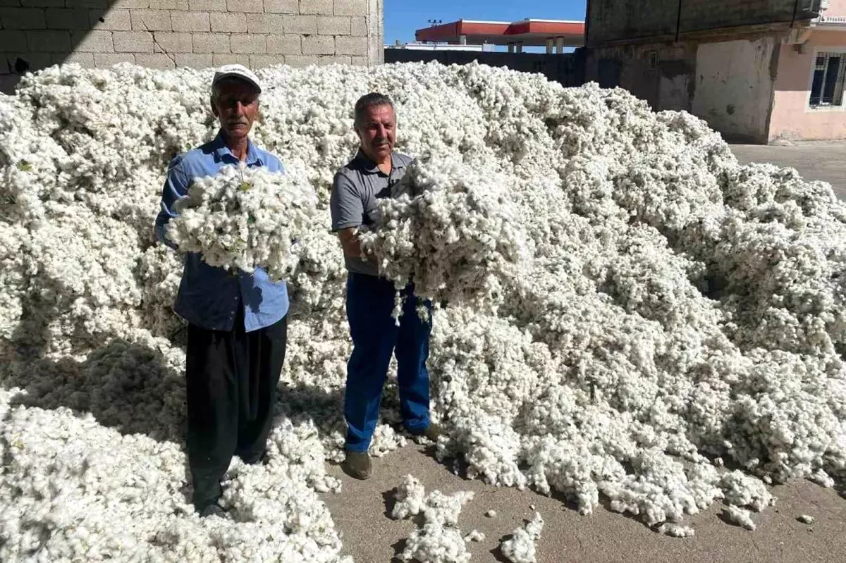 gaziantepte pamuk hasadi basladi 8bz5RqfY