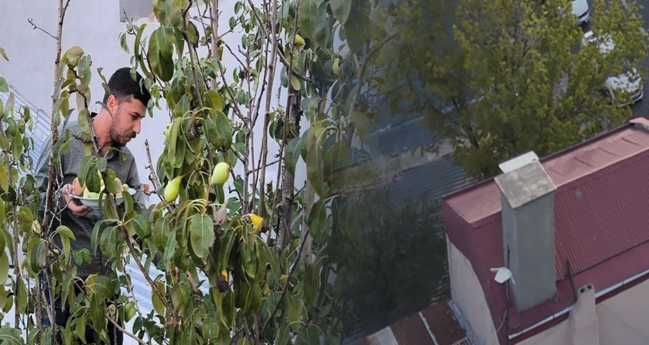 meyve agaclari kafenin ortasinda kaldi P3MFsHuf