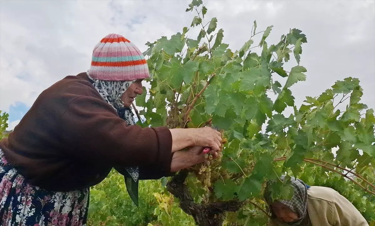 beypazarinda bag bozumu ve pekmez yapimina baslandi FtwXA1tH