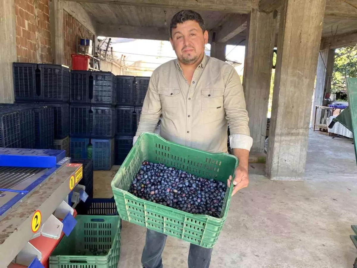 manisada 2025 zeytin hasadi basladi kalite ve fiyatlar ureticiyi sevindiriyor r6MtwsTl.jpg
