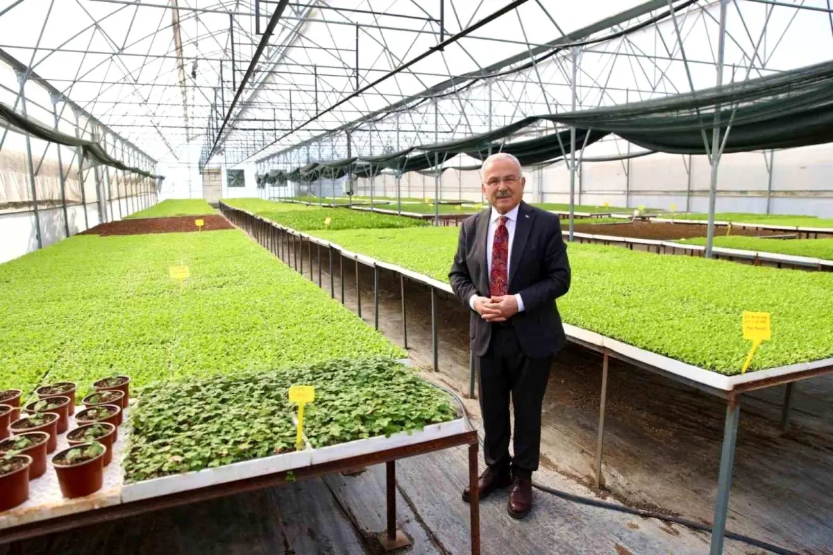 ordu buyuksehir belediyesinden 400 bin kislik sebze fidesi dagitimi rC3AlN2U.jpg