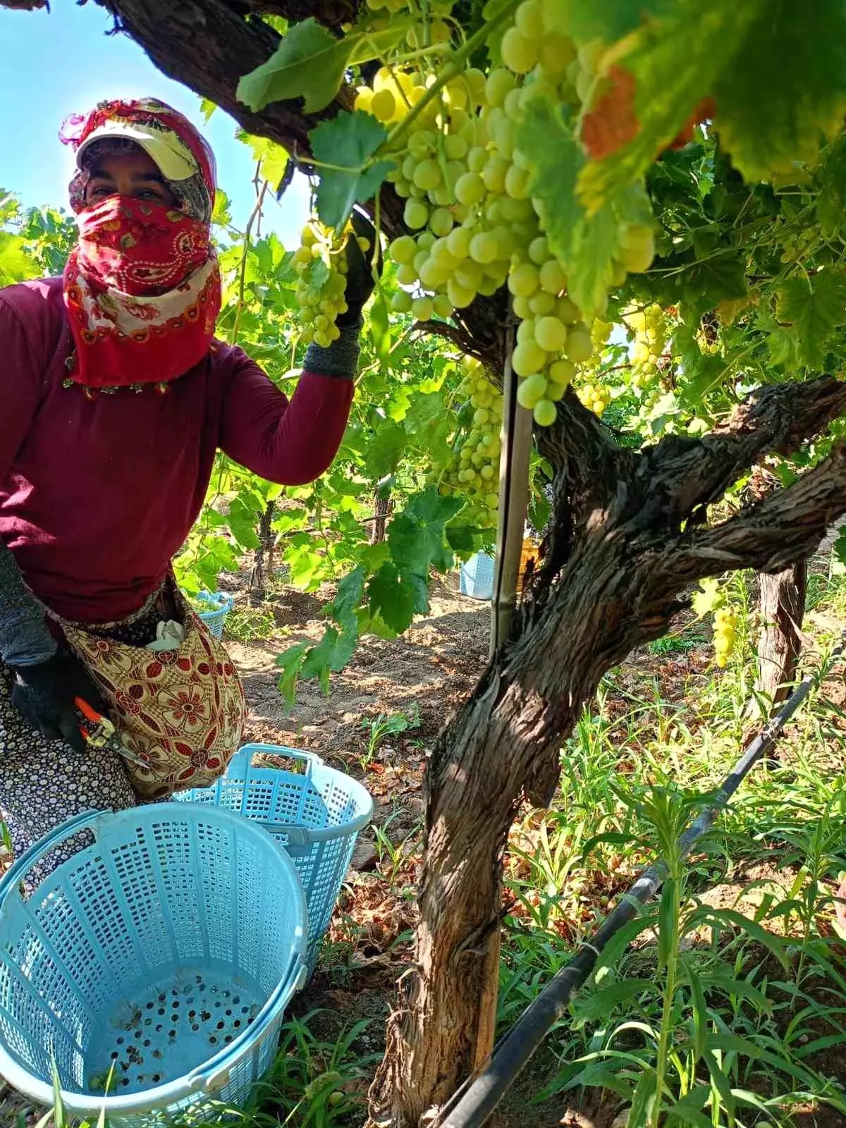 sarigolde uzum hasadi yogun bir sekilde devam ediyor fklkUfmn