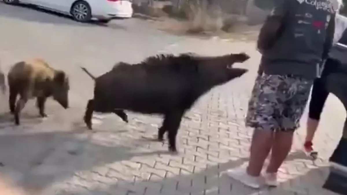 aydinda beslemeye calistigi yaban domuzu tatilcinin kolunu isirdi DpQK5JLr.jpg
