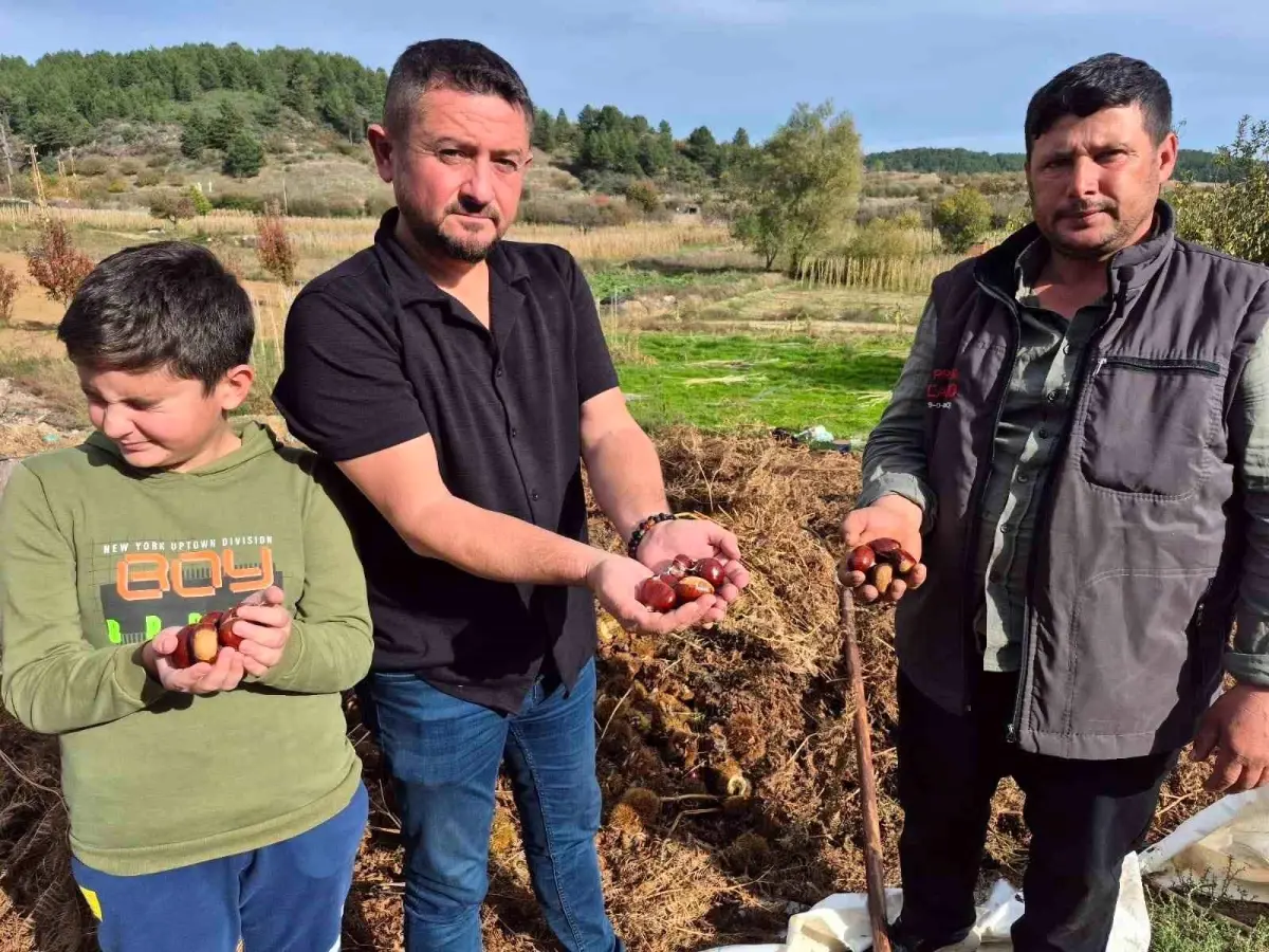 buldanda kestane hasadi basladi QdPNOgVx.jpg