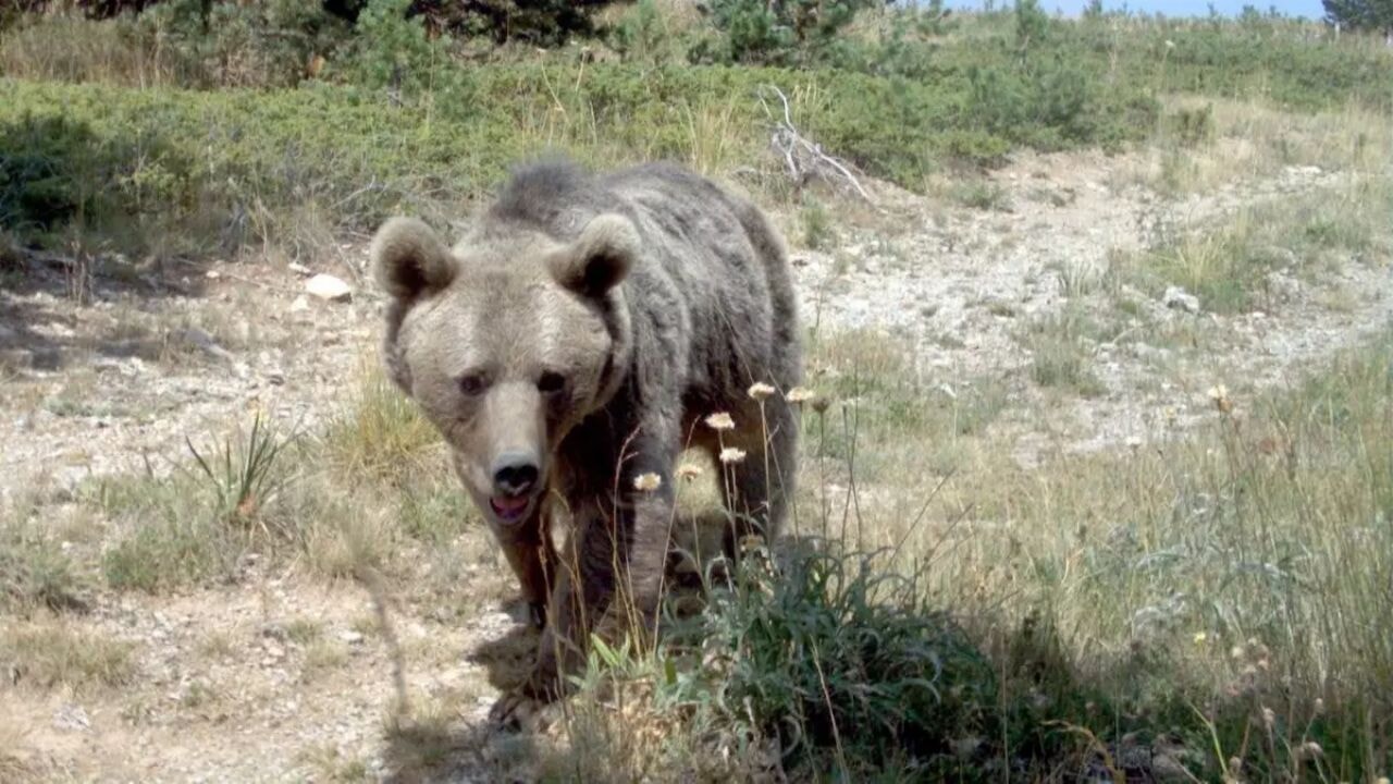 japonyada ayi alarmi hukumet askeri mudahale baslatti WKm2SCXI.webp