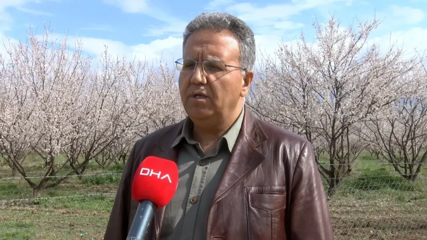 Malatya’da Kayısı Ağaçları Çiçek Açtı