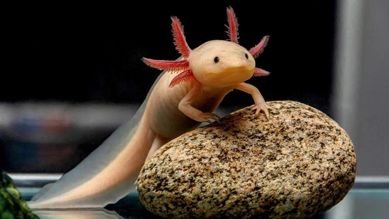 Aksolotlların Sırrı Çözüldü: İnsanlarda Uzuv Yenilenmesi Gerçek Oluyor Mu?