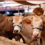 Kurban Bayramı İçin Alınan Önemli Önlemler ve Cezalar