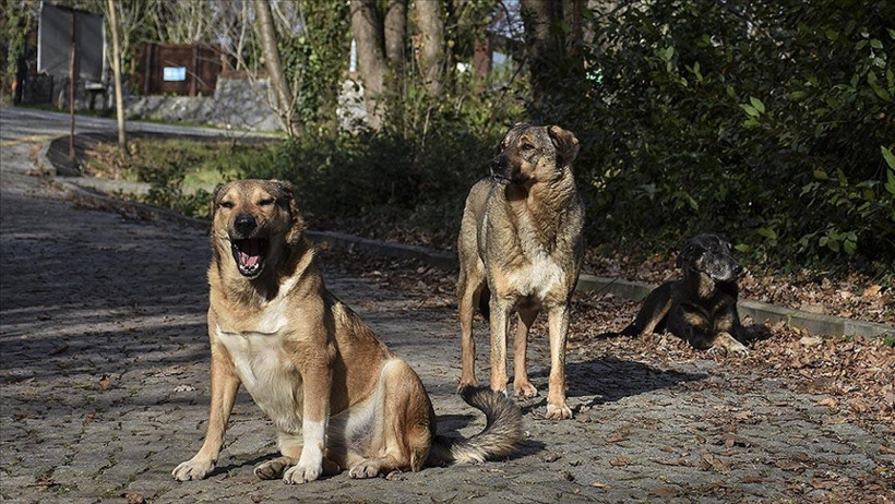 Bakan Çiftçi’den Sokak Köpekleri İçin Önemli Açıklamalar