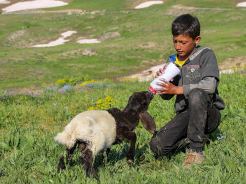 2 bin 625 rakimda bereket yagdi meralar otla doldu sut verimi tam 10 kat wXflUaeJ