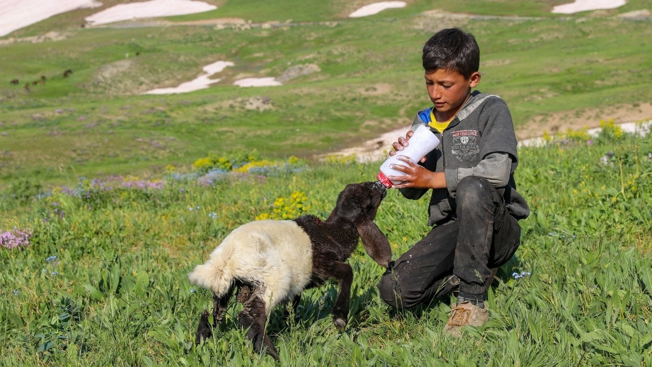2 bin 625 rakimda bereket yagdi meralar otla doldu sut verimi tam 10 kat wXflUaeJ